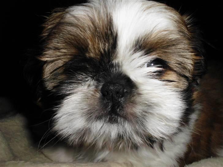 Shih tzu Bea aka Duracell, Bor hos min datter nu billede 7