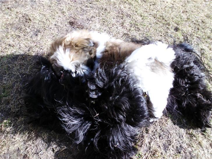 Shih tzu Bea aka Duracell, Bor hos min datter nu billede 8