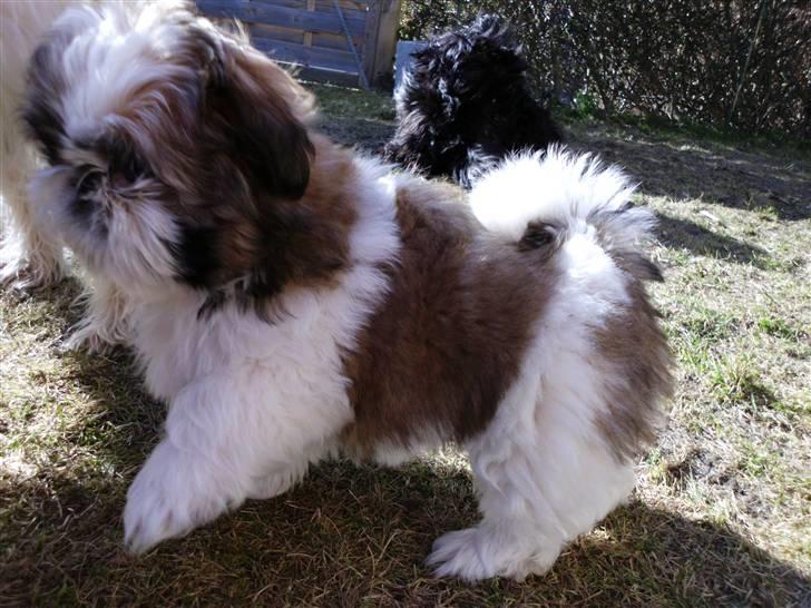 Shih tzu Bea aka Duracell, Bor hos min datter nu billede 9