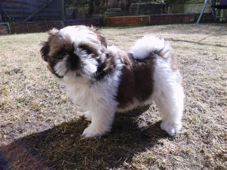Shih tzu Bea aka Duracell, Bor hos min datter nu billede 10