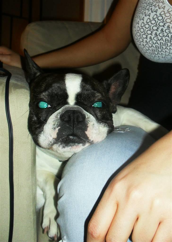 Fransk bulldog Fie billede 6