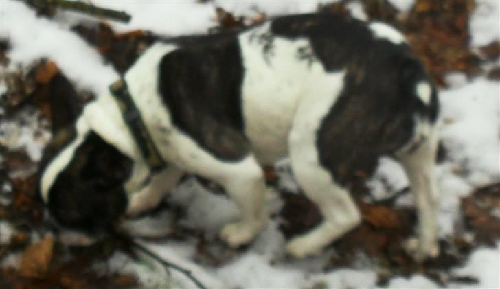 Fransk bulldog Fie billede 7