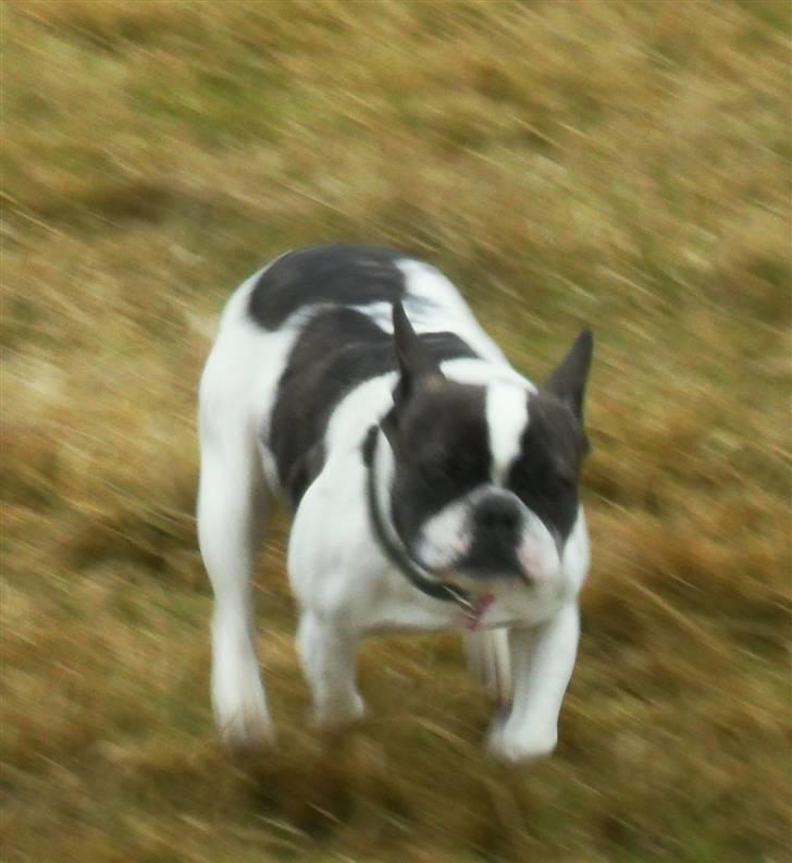 Fransk bulldog Fie billede 8