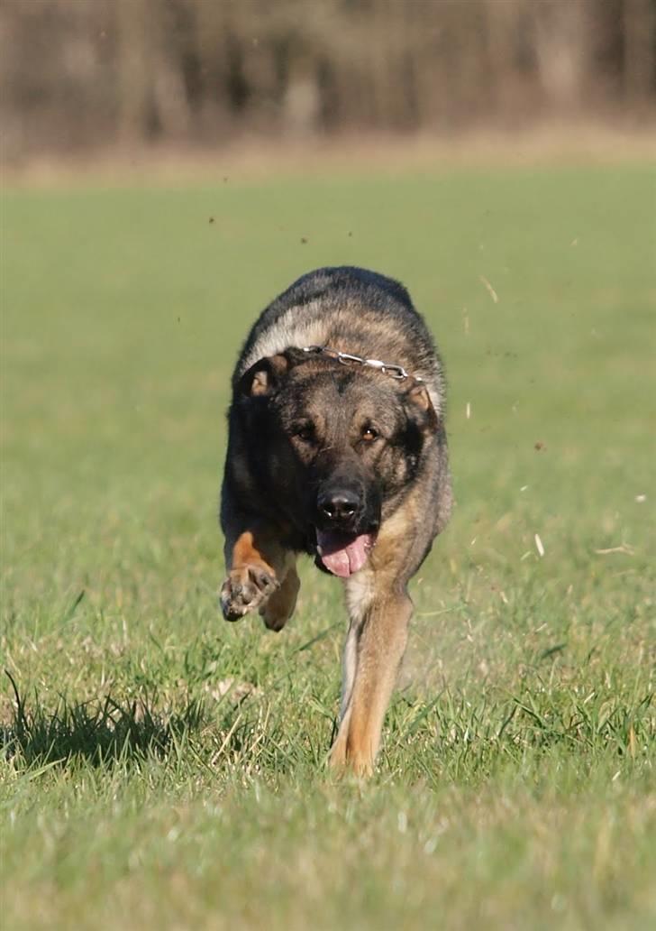 Schæferhund cartagena figther billede 2