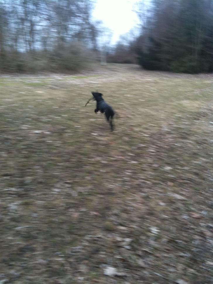 Labrador retriever bessy billede 7