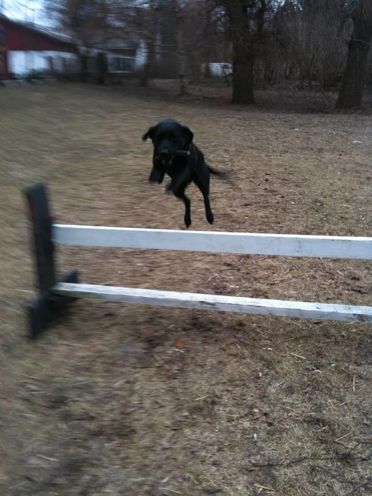 Labrador retriever bessy billede 8