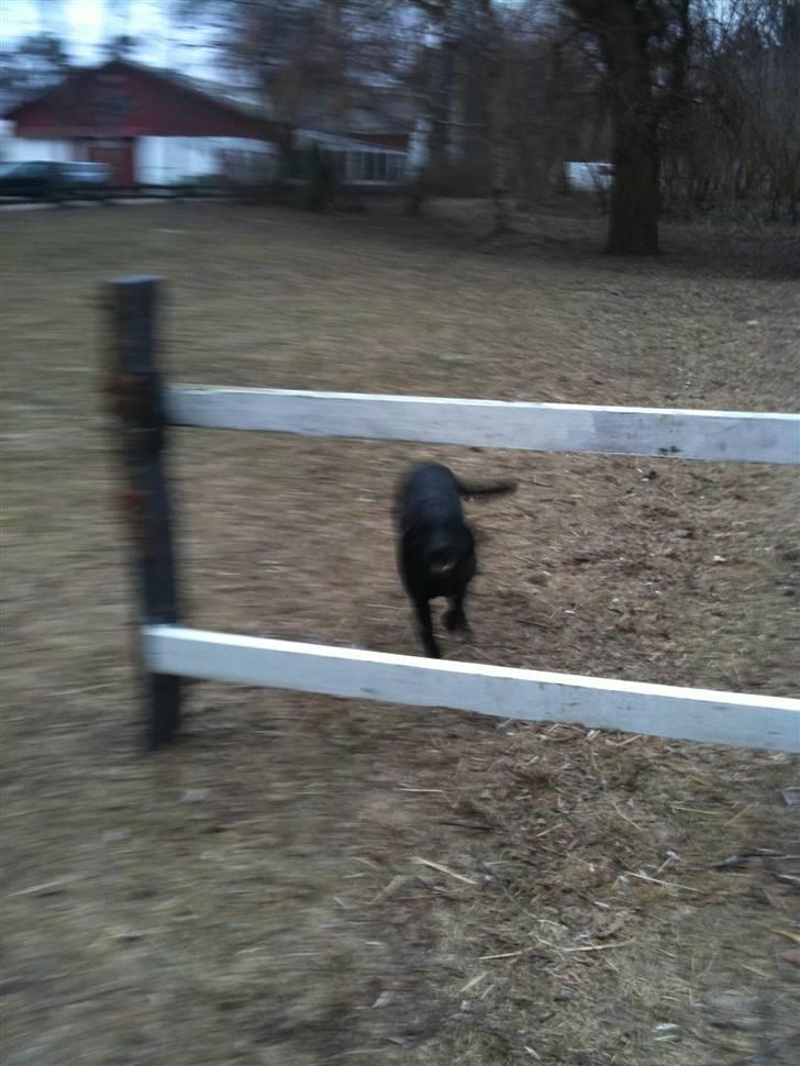 Labrador retriever bessy billede 9