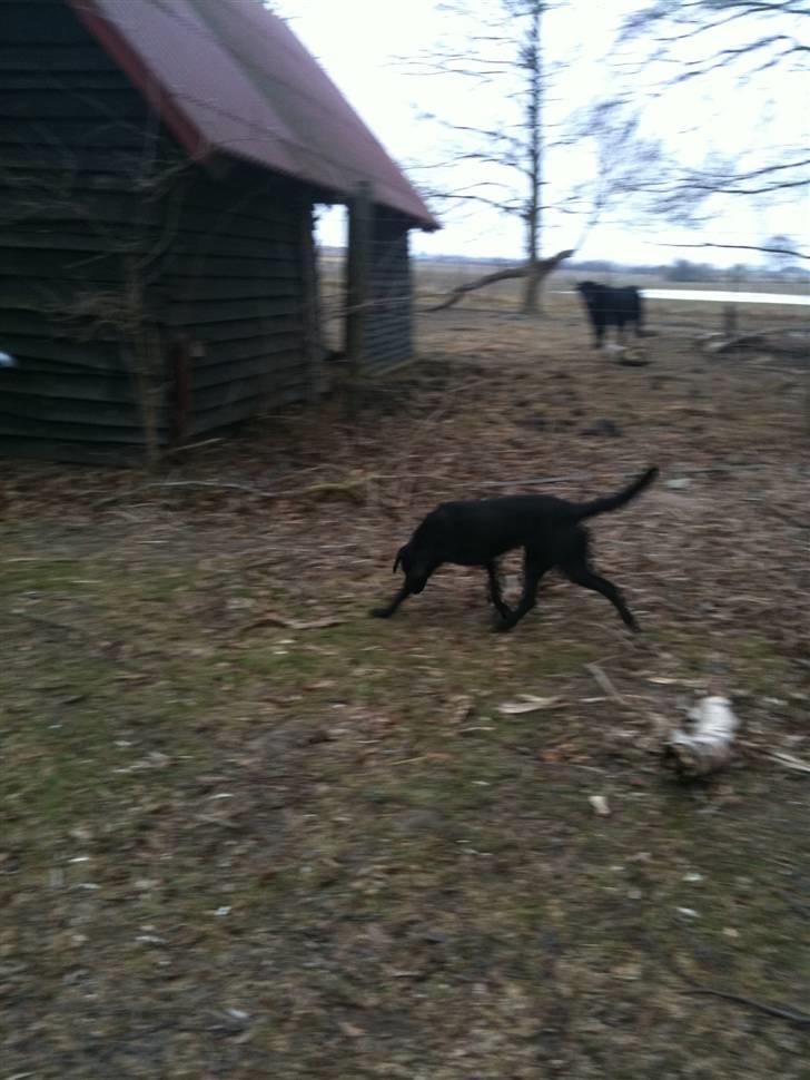Labrador retriever bessy billede 10