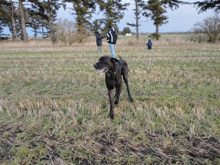 Grand danois Big ben billede 4