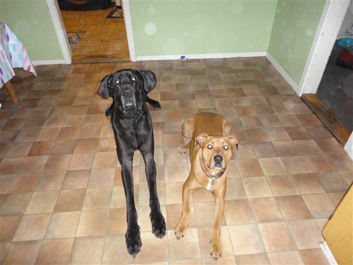 Grand danois Big ben - kunne være der kom noget mad billede 5