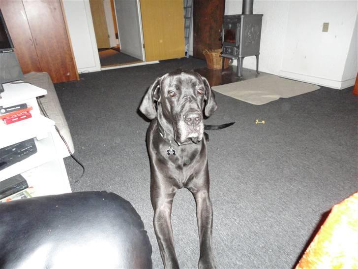 Grand danois Big ben billede 6