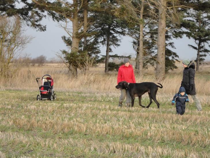 Grand danois Big ben billede 8