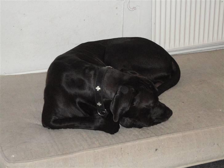 Grand danois Big ben billede 9