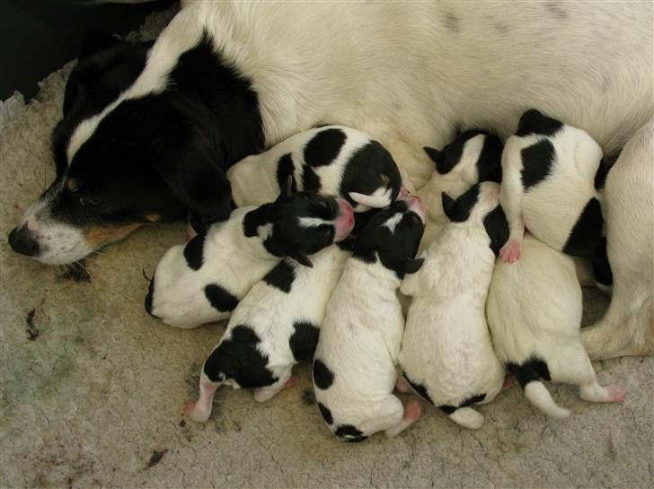 Dansk svensk gaardhund My Bonnie Hexen - My Bonnie Ønskehunnen Hexen med 3,5 hvalpe efter Surtsey´s Palle Plet billede 1