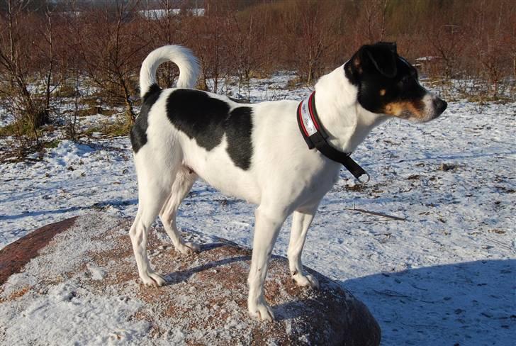 Dansk svensk gaardhund My Bonnie Hexen - Hexen 5 år billede 2