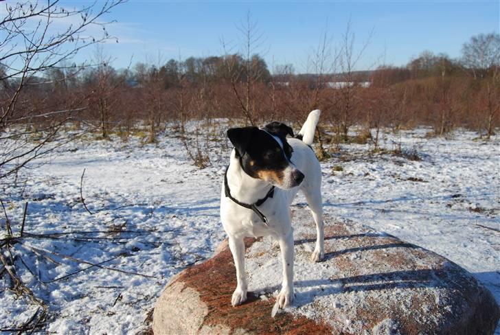 Dansk svensk gaardhund My Bonnie Hexen billede 3