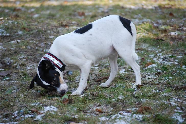 Dansk svensk gaardhund My Bonnie Hexen - hexen spiser lørdagsslik billede 4