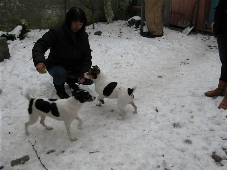 Dansk svensk gaardhund My Bonnie Hexen - Hexen på kæreste besøg hos Palle Plet billede 5