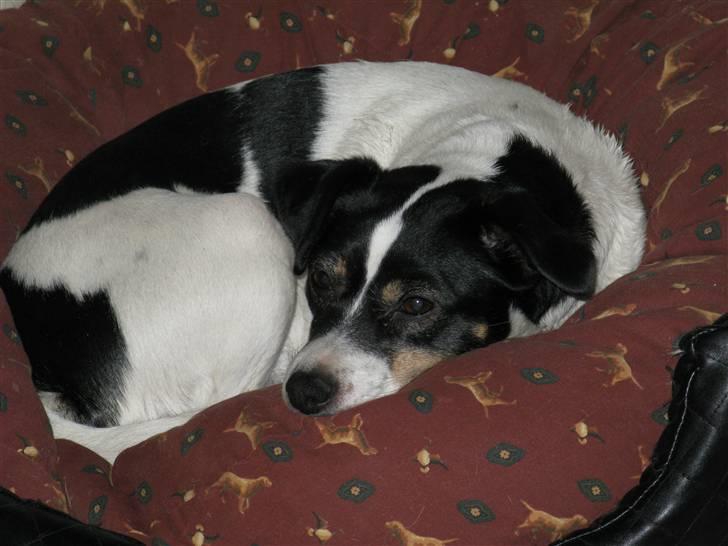 Dansk svensk gaardhund My Bonnie Hexen - sådan lå Hexen hele dagen efter kæreste besøget. Er det mon kæreste sorger? ;o) billede 6