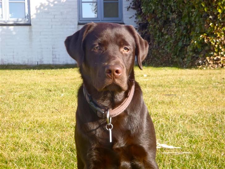 Labrador retriever Skibstedgaard Bjørn billede 1