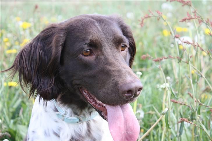 Kleiner münsterländer Sille billede 6