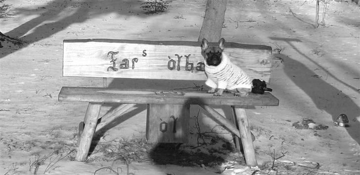 Fransk bulldog Nelly billede 16