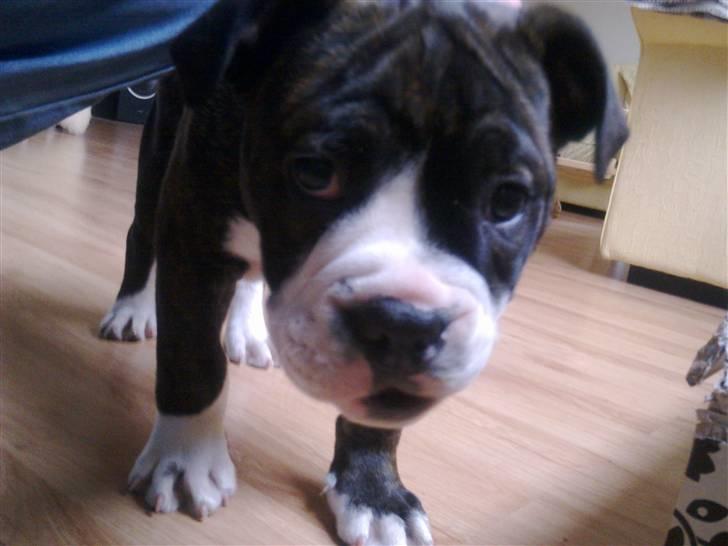 Olde english bulldogge Moris ( RIP ) billede 7