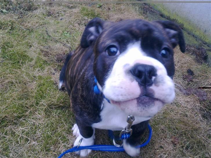 Olde english bulldogge Moris ( RIP ) billede 8