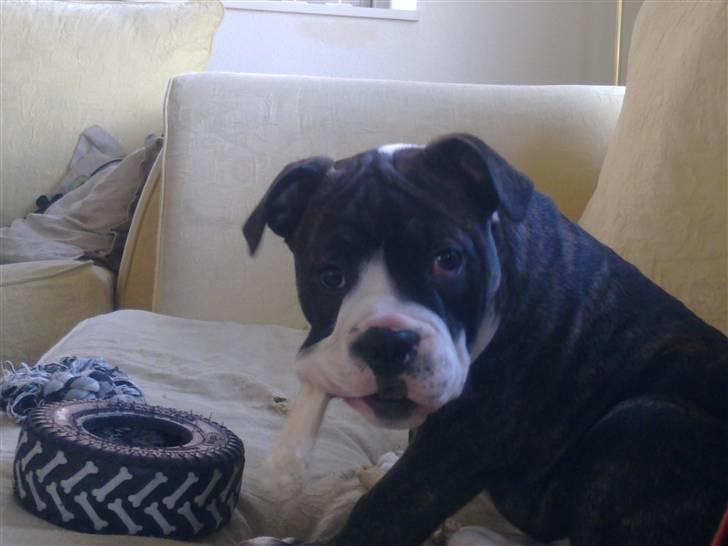 Olde english bulldogge Moris ( RIP ) billede 9