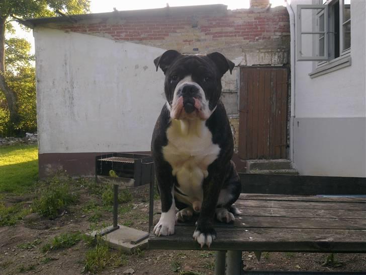 Olde english bulldogge Moris ( RIP ) billede 10