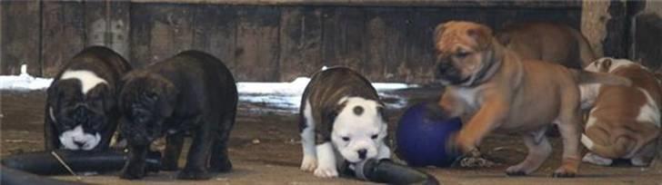 Olde english bulldogge Moris ( RIP ) billede 11