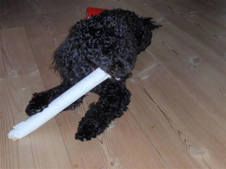 Dværgpuddel Zenta - Alt kan leges med :) Velkommen til Zentas profil :D  billede 1