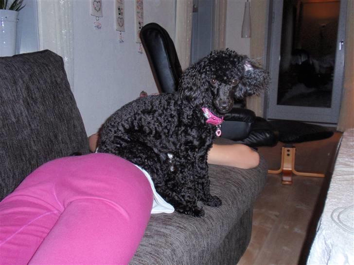 Dværgpuddel Zenta - Et godt side sted :)  billede 4