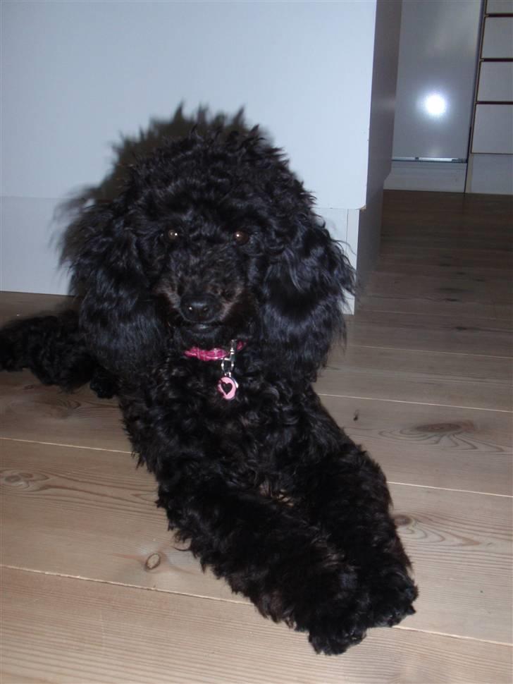 Dværgpuddel Zenta - ny vasket og børstet hund :)  billede 5