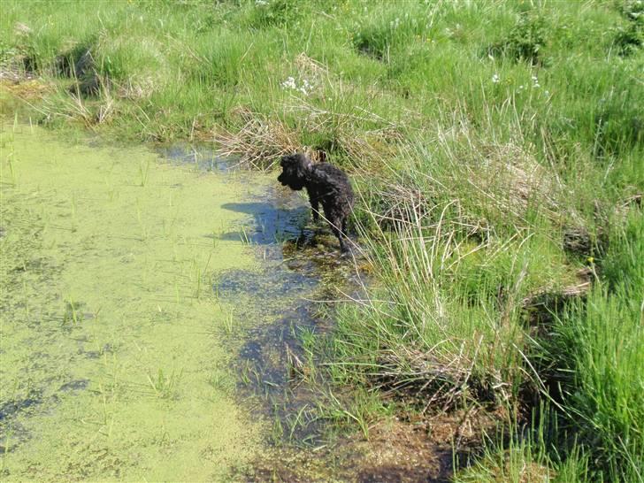 Dværgpuddel Zenta - Gå turen ud til søen, hun elsker at lege dernede :)  billede 6