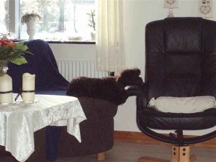 Dværgpuddel Zenta - Hun ligger altså på de mest mærkeligeste steder og måder :)  billede 7