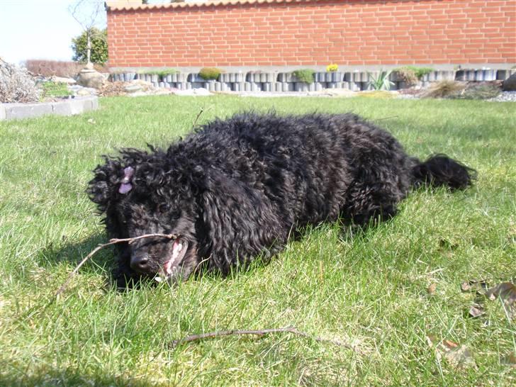 Dværgpuddel Zenta - Sommer og sol :)  billede 8