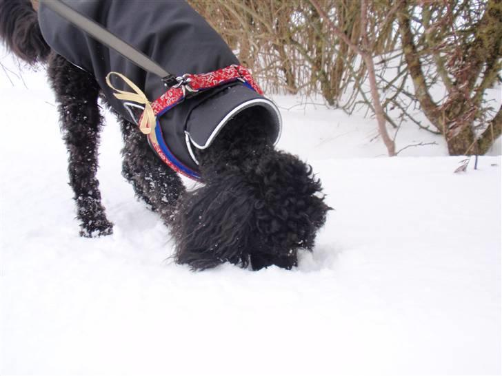 Dværgpuddel Zenta - Vinter billede :) så skal man have tøj på !  billede 9