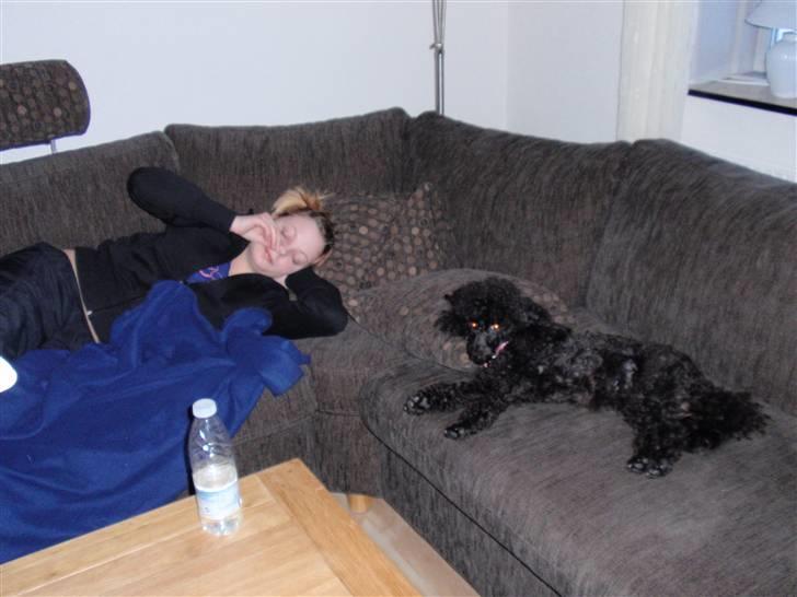 Dværgpuddel Zenta - Man siger jo at hunden og ejer ligner hinanden, de to her sover ihvertfald sammen :)  billede 11