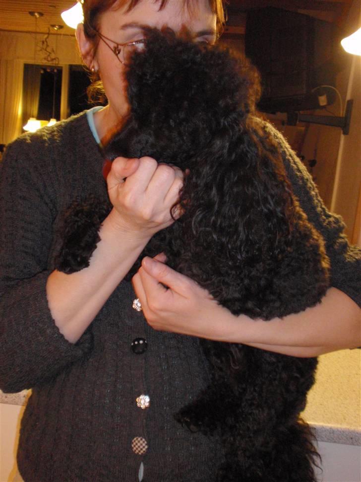 Dværgpuddel Zenta - Moar og jeg der hygger :)  billede 12