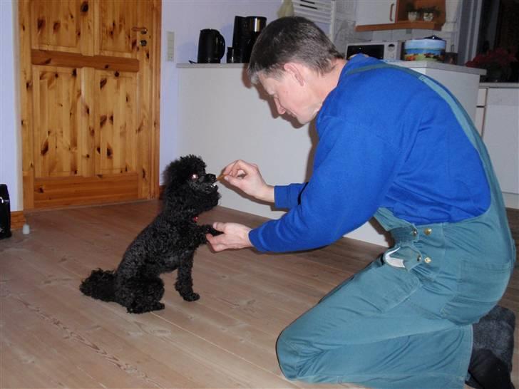 Dværgpuddel Zenta - Far og jeg giver pote :)  billede 13