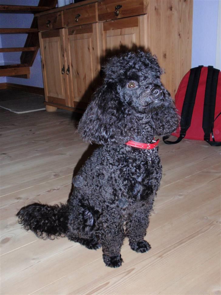 Dværgpuddel Zenta - Ny klippet af Rikke, nyt halsbånd og nyt hundetegn :) så fin man er :D billede 14