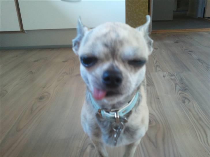 Chihuahua Pino R.I.P billede 14