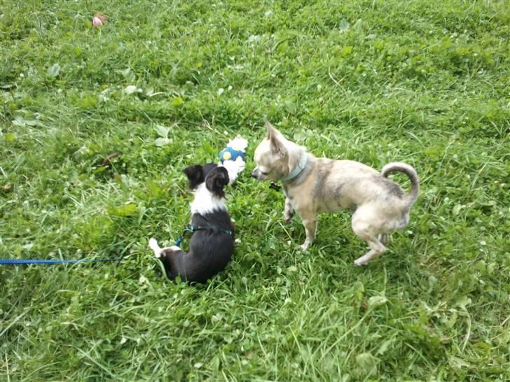 Chihuahua Pino R.I.P billede 15