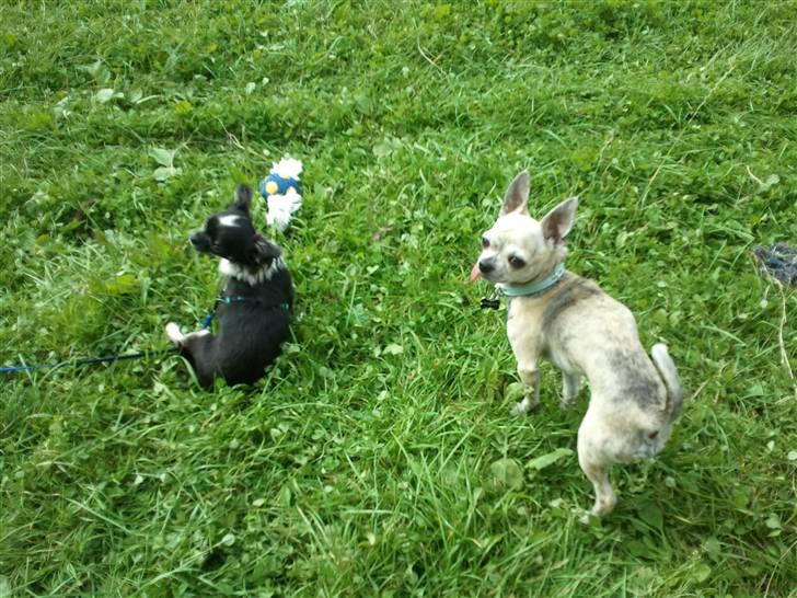 Chihuahua Pino R.I.P billede 16