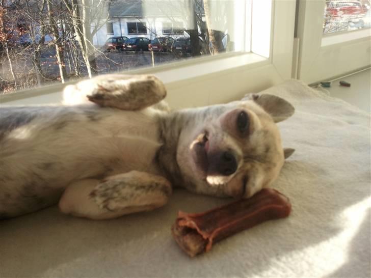 Chihuahua Pino R.I.P billede 17