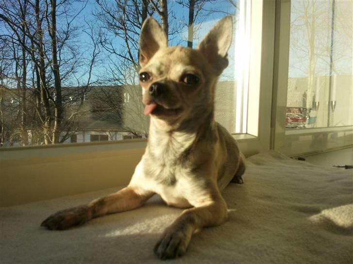 Chihuahua Pino R.I.P billede 18