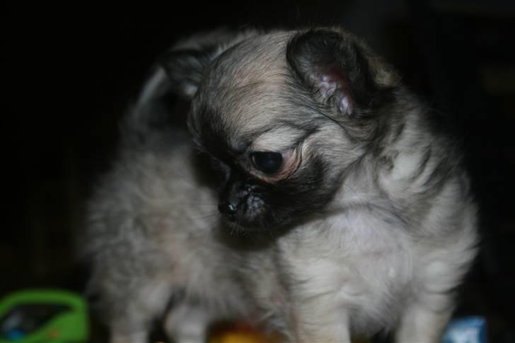 Chihuahua Bim Bim (Lulu (2010-2011) billede 9