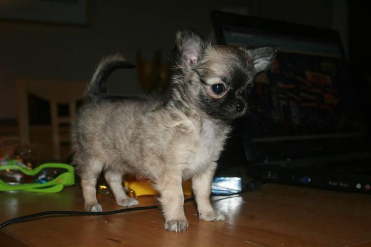 Chihuahua Bim Bim (Lulu (2010-2011) billede 10