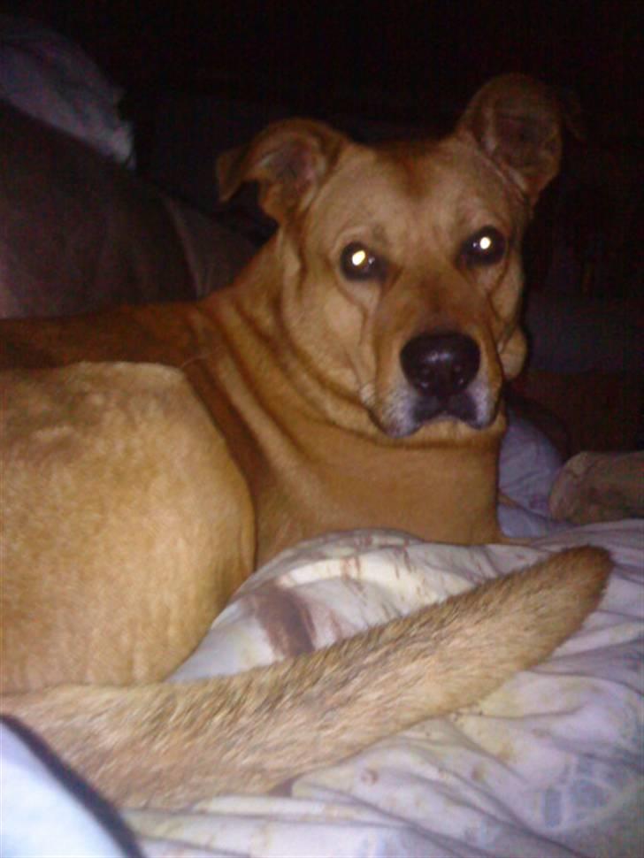 Rhodesian ridgeback Markus | Min Fars | billede 19